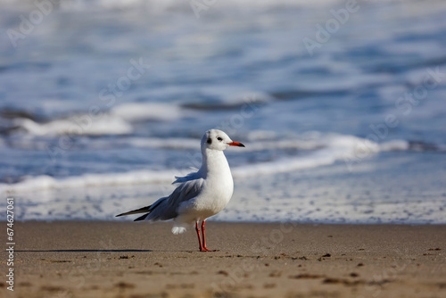 gaviota posada