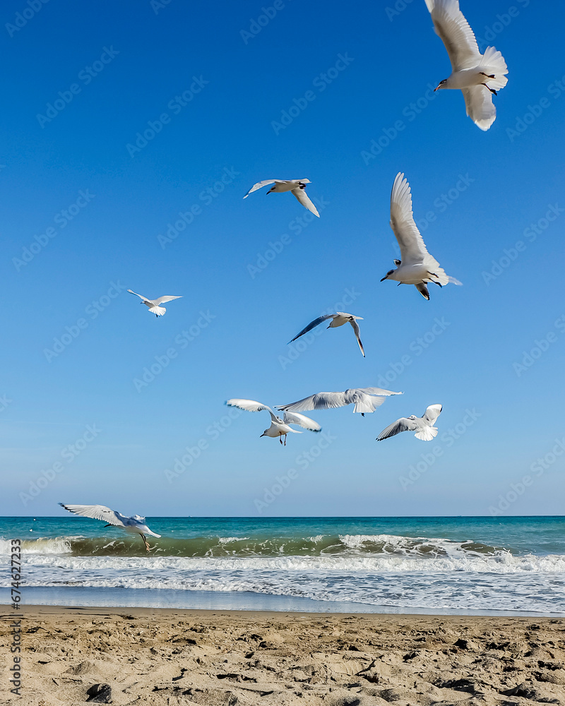 Fototapeta premium LOCAS GAVIOTAS