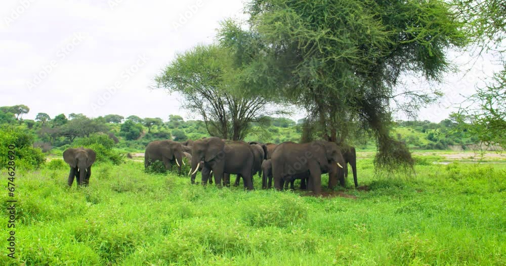 A herd of big elephants in the middle of an African landscape. A herd of big elephants in the middle of an African landscape.