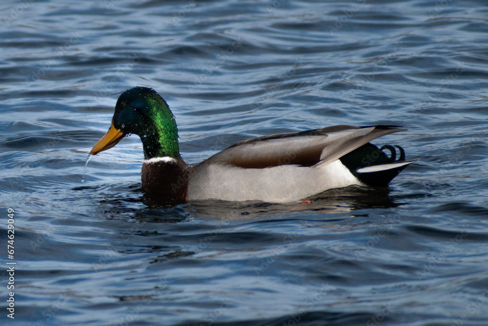 Male Mallard Duck (Anas platyrhynchos) with Water Running off Beak Male Mallard Duck (Anas platyrhynchos) with Water Running off Beak