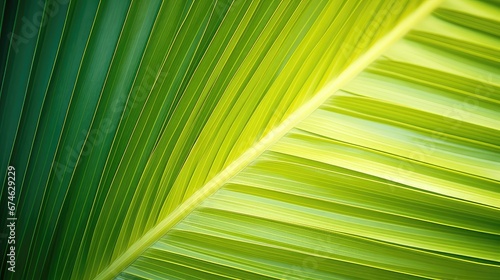 leaf summer macro background texture illustration plant nature  natural garden  tropical palm leaf summer macro background texture