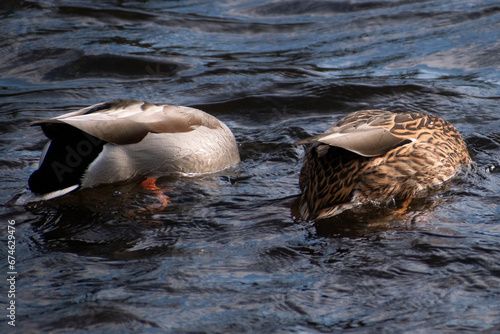 A Male and Female Mallard Duck (Anas platyrhynchos) Dabbling in Lake