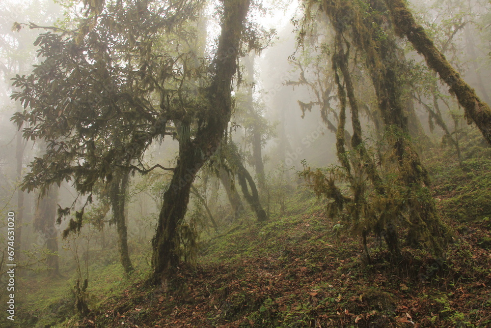 Obraz premium Fairy tale like rhododendron rain forest in Nepal