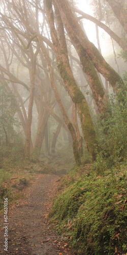 Trekking trail in a rhododendron rain forest in Nepal