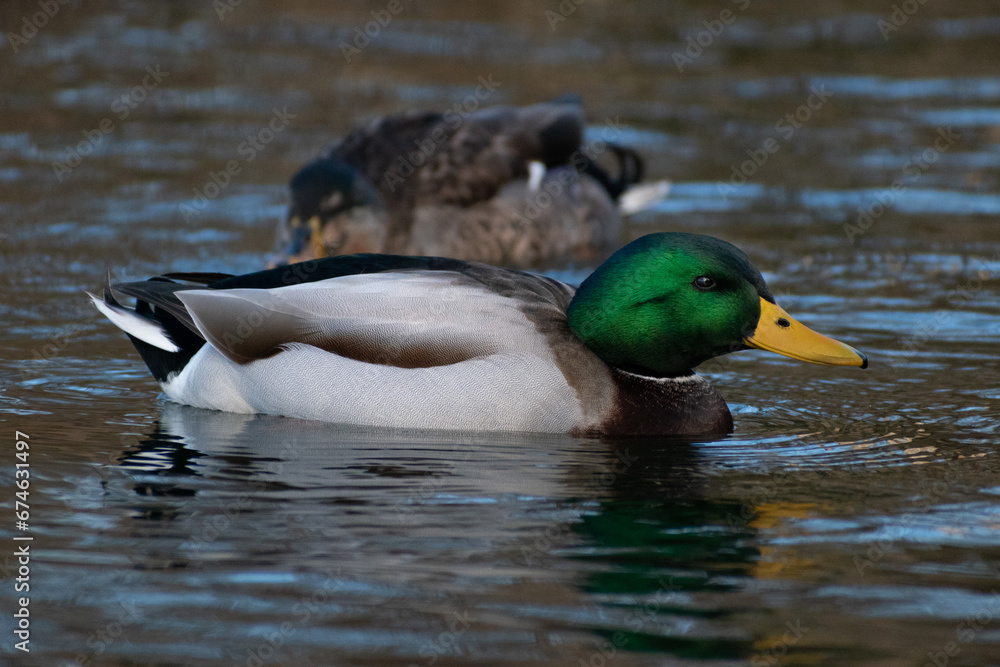 Male Mallard Duck (Anas platyrhynchos) Swimming in Lake Male Mallard Duck (Anas platyrhynchos) Swimming in Lake