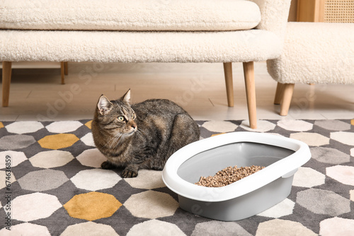 Cute cat with litter box in living room photo