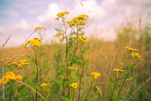 Fototapeta Naklejka Na Ścianę i Meble -  Field of Yellow Flowers