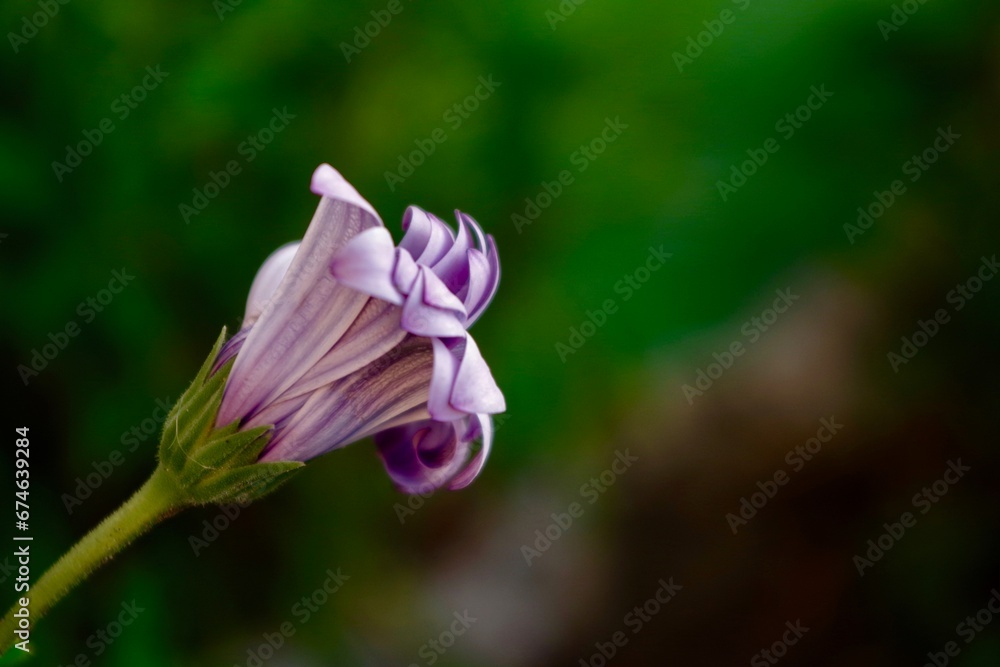 Fototapeta premium incluso la flor mas hermosa se marchita