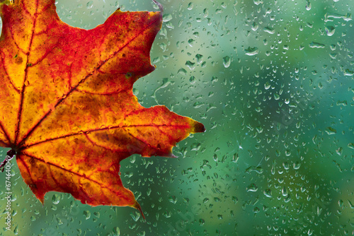 autumnal bright maple leaves behind wet glass with raindrops texture. autumn season background. symbol of fall time. rainy weather concept. atmosphere romantic nature image.