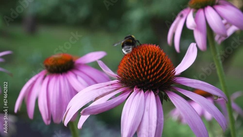 Experience nature's enchanting beauty in a closeup as bumblebees collect nectar from vibrant Echinacea flowers, revealing the intricate relationship between pollinators and blooms. photo