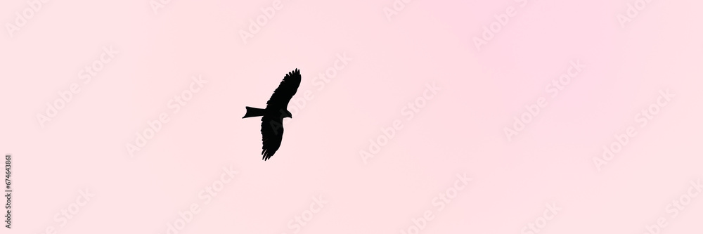 Large bird Eagle flies in purple sunset sky, beautiful big bird with large wingspan floating in sky