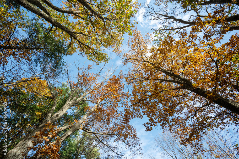 Bottom view of trees in an Adirondack forest in autumn Bottom view of trees in an Adirondack forest in autumn
