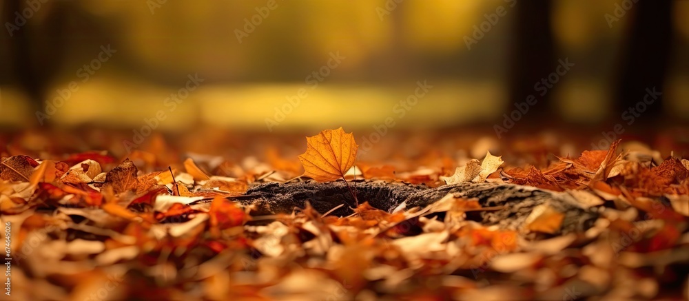 During the autumn season as leaves drop from the trees the ground becomes covered in a crisp and dry pile creating a natural and picturesque scene in the outdoors During the autumn season as leaves drop from the trees the ground becomes covered in a crisp and dry pile creating a natural and picturesque scene in the outdoors