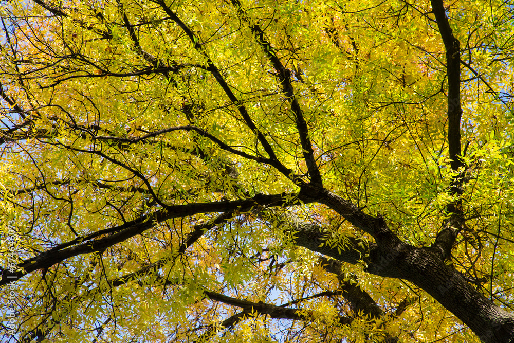 Texture of leaves wrapped on tree branches in autumn reaching towards the sky Texture of leaves wrapped on tree branches in autumn reaching towards the sky