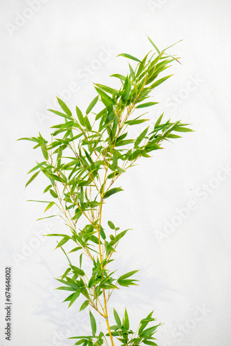 Bamboo in front of the white wall