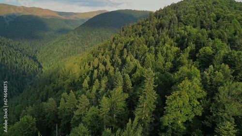 A huge wild forest filmed from the drone in sunny weather. Picturesque places far from urban civilization. The beauty of the coniferous forest in the Carpathian mountains