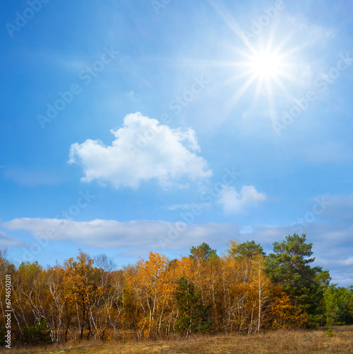 red dry autumn forest glade at sunny day, beautiful seasonal outdoor forest scene