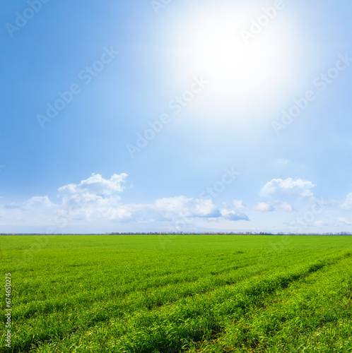 wide green rural field at the sunny day