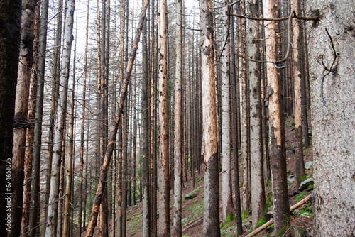 Picea abies  infected with Ips typographus