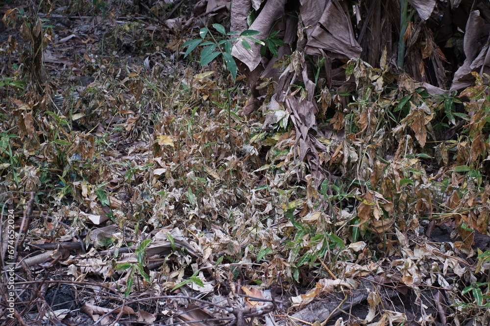 The grass in the forest is starting to dry. The grass in the forest is starting to dry.