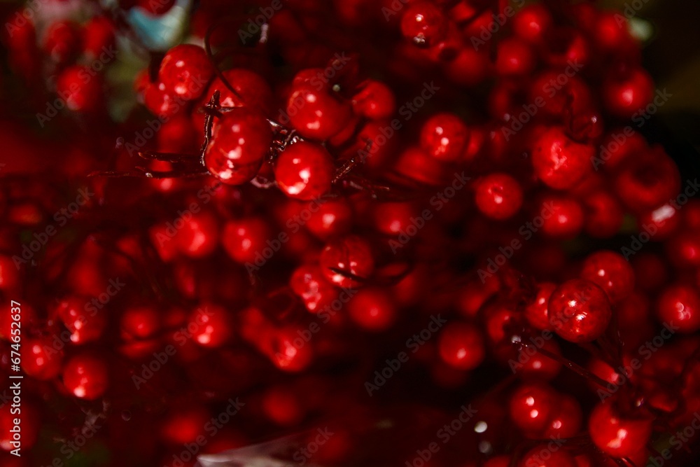 red pomegranate seeds red pomegranate seeds