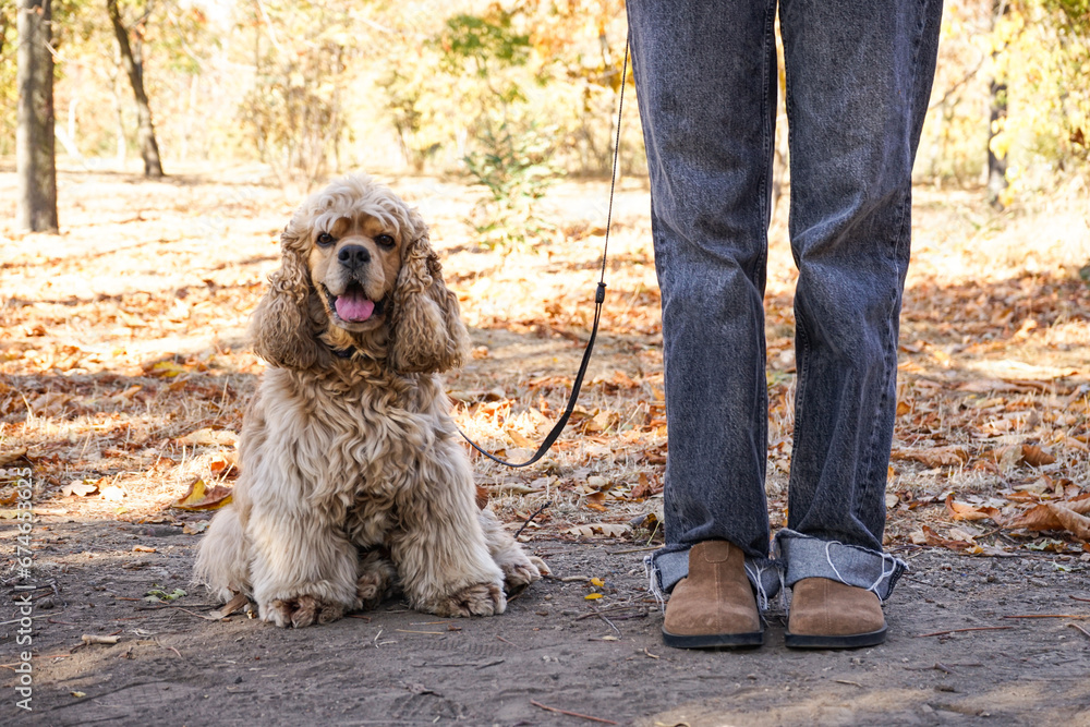 Woman walking with cute cocker spaniel dog in autumn park Woman walking with cute cocker spaniel dog in autumn park