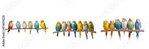 Set of Colorful budgies on white background, sitting on a stick