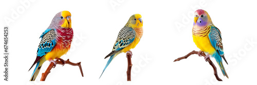 Set of Colorful budgie on white background, sitting on a stick