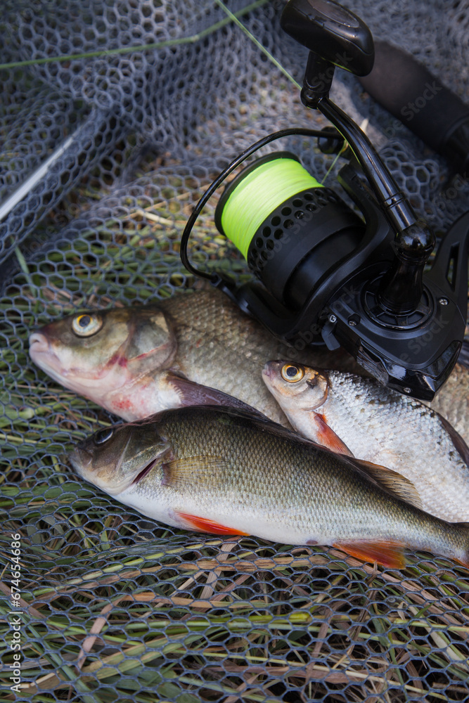 Assort kinds of fish - freshwater common bream, common perch or European perch, white bream or silver bream and fishing rod with reel on black fishing net.. Assort kinds of fish - freshwater common bream, common perch or European perch, white bream or silver bream and fishing rod with reel on black fishing net..