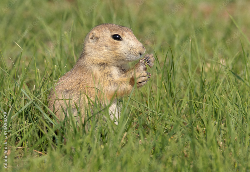 Black tailed prairie dog on grass and sand Black tailed prairie dog on grass and sand