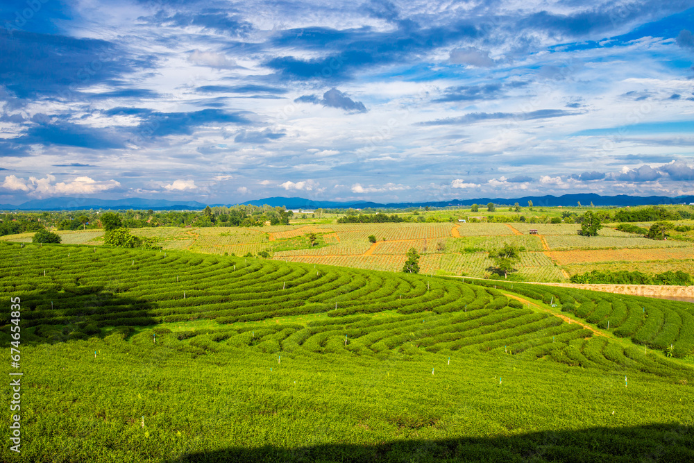 Chui Fong Terrace Tea Plantation in the morning, Mae Salong Mountain, Chiang Rai, Thailand. Landscape picture