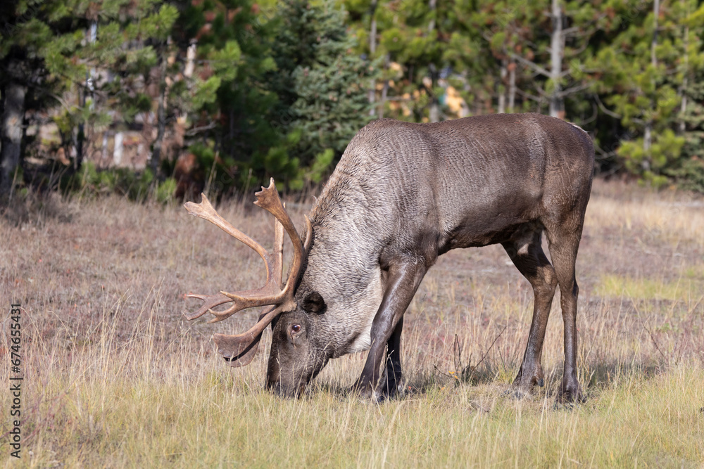  Bull endangered woodland caribou eating grass