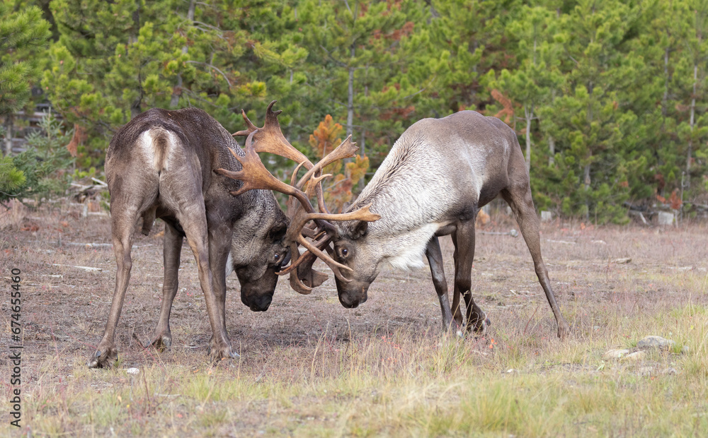 Naklejka premium Two bull endangered woodland caribou sparring on grass