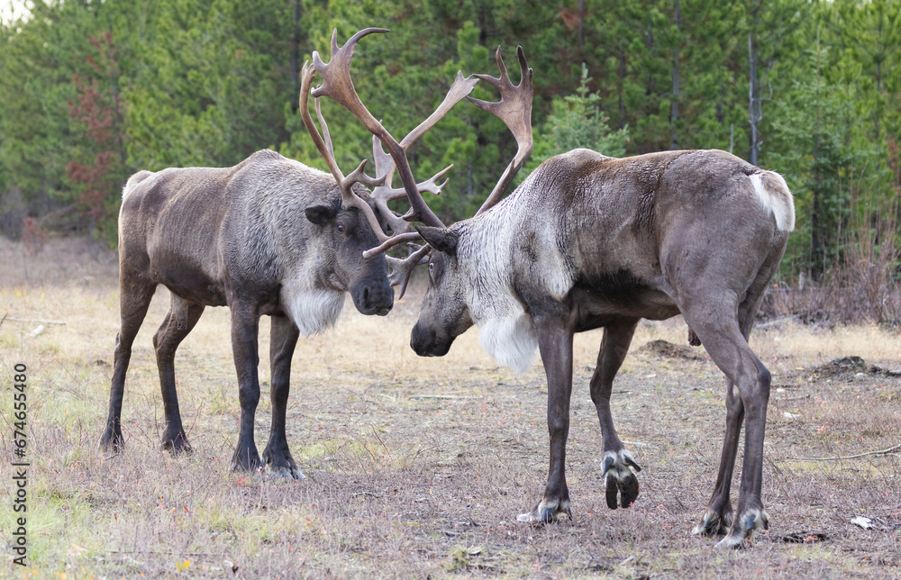Two bull endangered woodland caribou sparring on grass