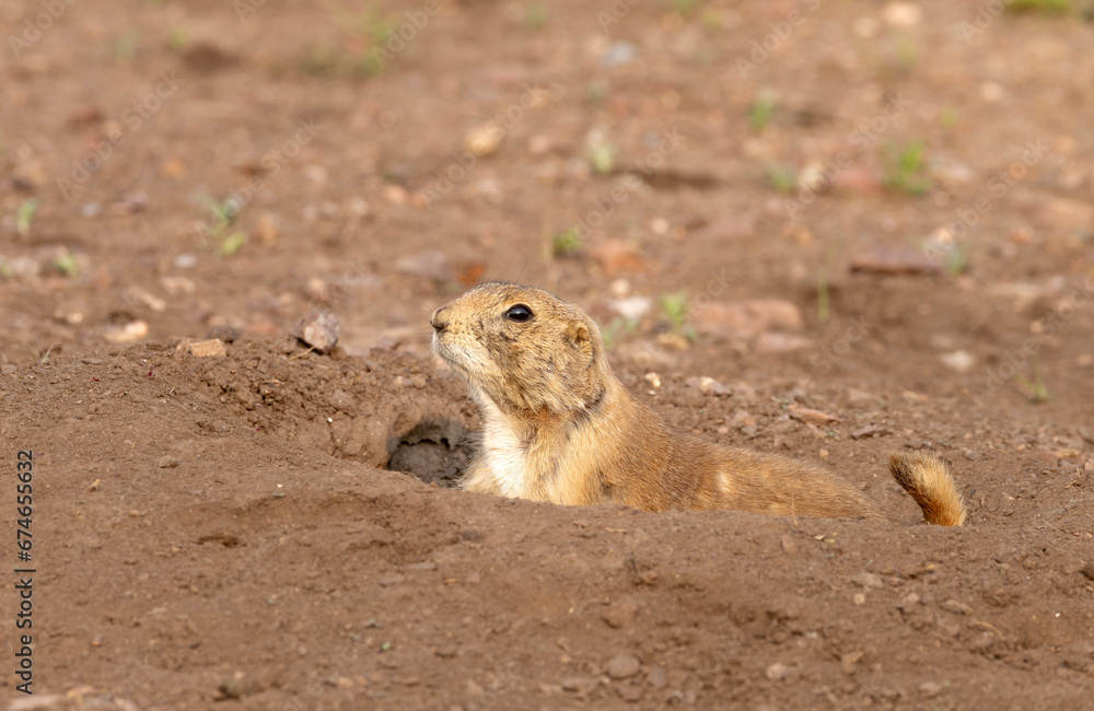 Black tailed prairie dog on grass and sand Black tailed prairie dog on grass and sand