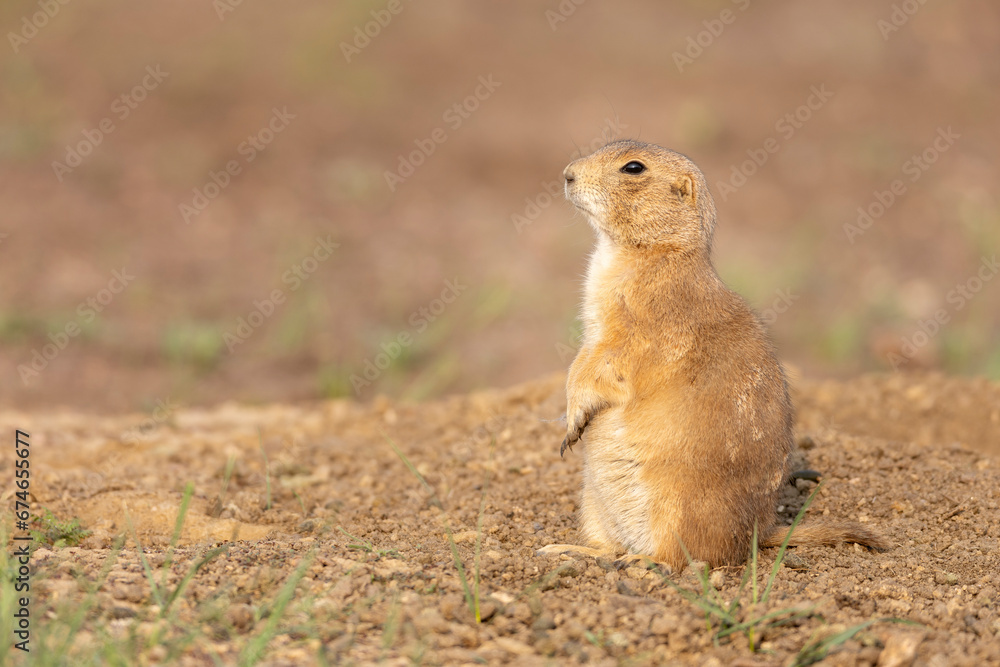 Black tailed prairie dog on grass and sand