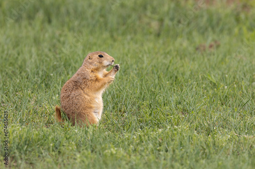Black tailed prairie dog on grass and sand