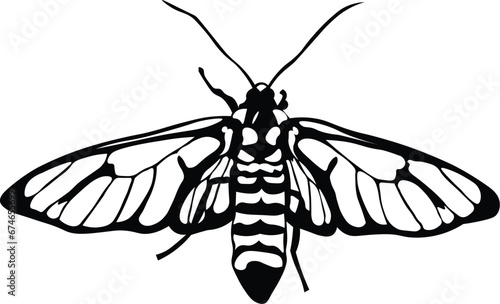 Cartoon Black and White Isolated Illustration Vector Of A Moth Insect with Open Wings