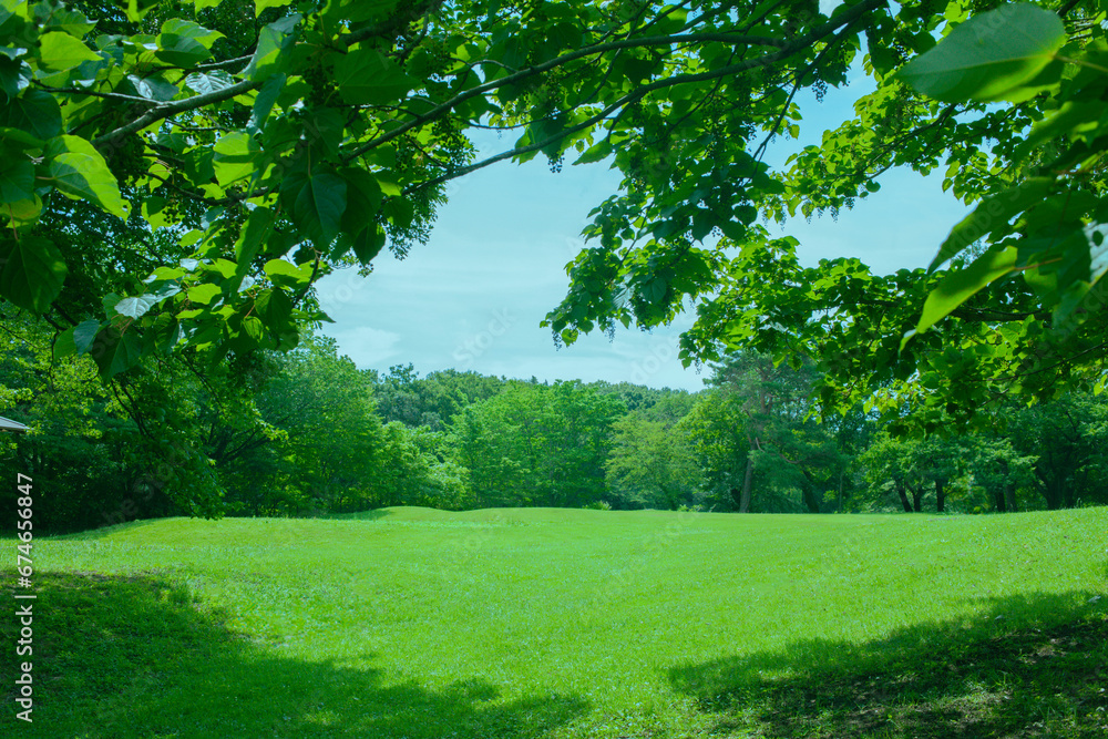 Fototapeta premium Green Park