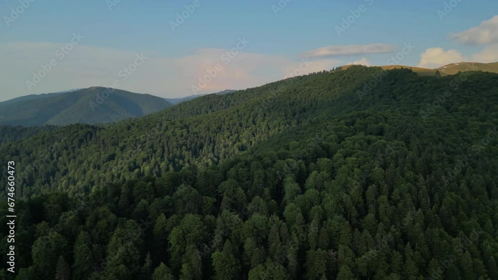 A huge wild forest filmed from the drone in sunny weather. Picturesque places far from urban civilization. The beauty of the coniferous forest in the Carpathian mountains A huge wild forest filmed from the drone in sunny weather. Picturesque places far from urban civilization. The beauty of the coniferous forest in the Carpathian mountains