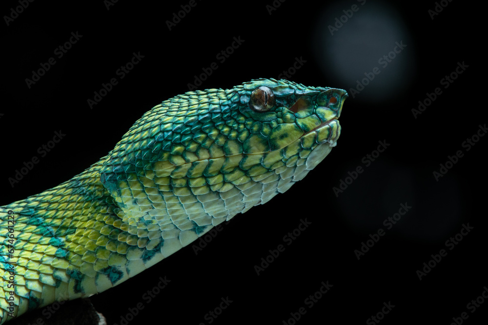Fototapeta premium Close up of a bornean-keeled green pit viper snake Tropidolaemus subannulatus from borneo island Indonesia with natural bokeh background 