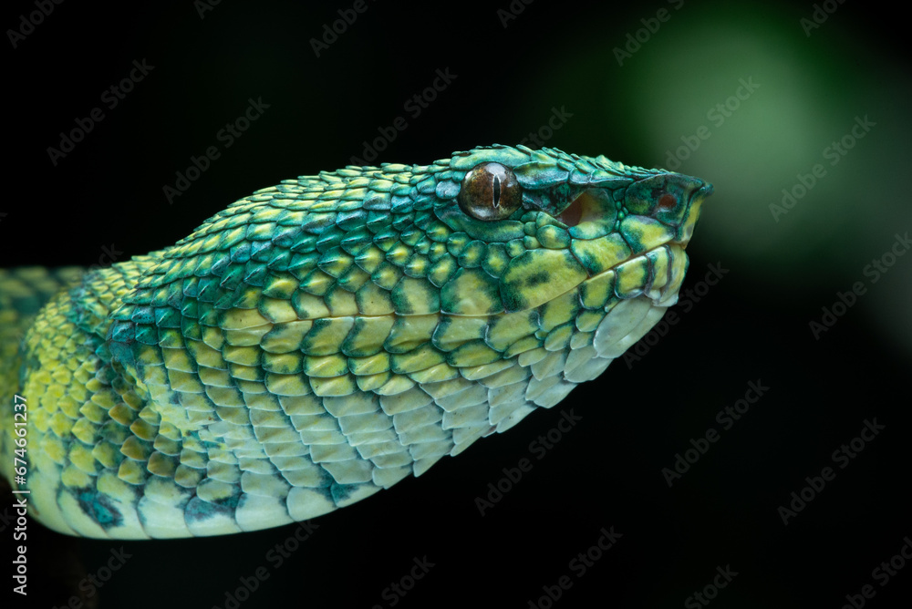 Fototapeta premium Close up of a bornean-keeled green pit viper snake Tropidolaemus subannulatus from borneo island Indonesia with natural bokeh background 