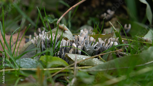 wild mushroom in the forest (xylaria hypoxylon) photo