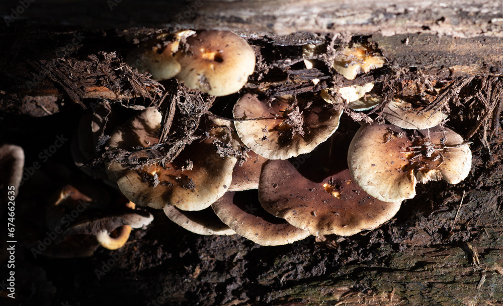 mushrooms on the tree (hypholoma capnoides) mushrooms on the tree (hypholoma capnoides)