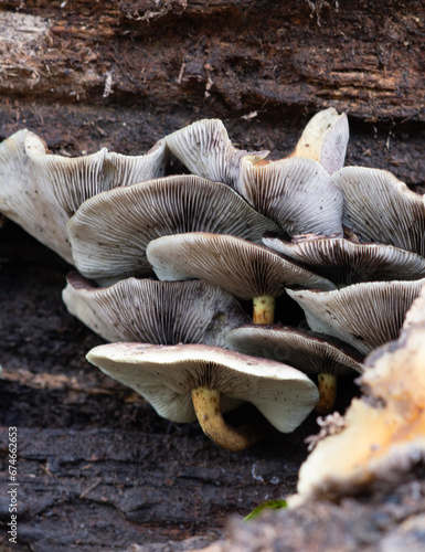 mushrooms on a tree (hypholoma capnoides), close up, gills.