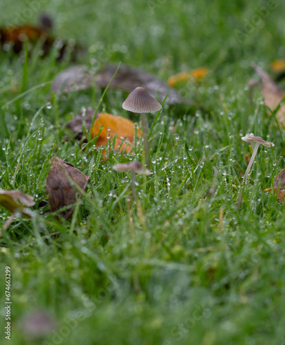 Wallpaper Mural mushroom in the grass (Mycena leptocephala) Torontodigital.ca