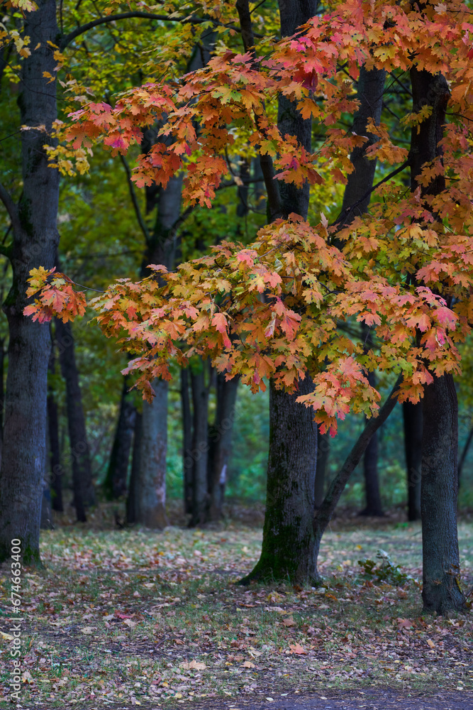 Fototapeta premium Tree with yellow leaves against the background of the autumn forest.