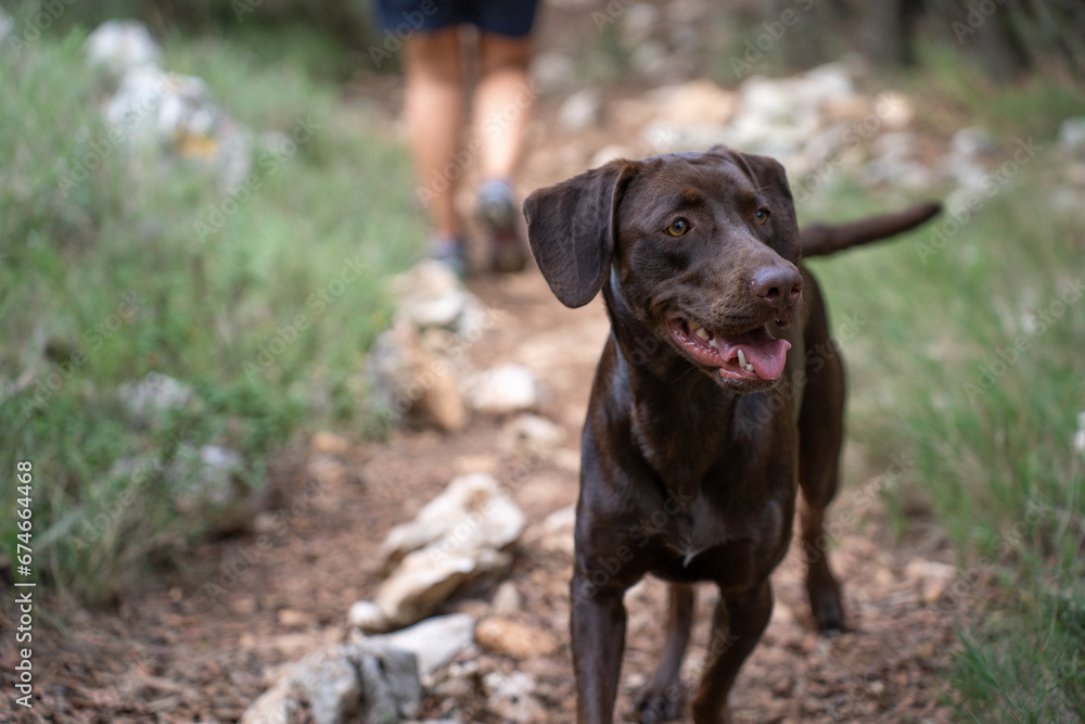 Close-up portrait of a chestnut Labrador retriever on a hiking trail in the middle of the countryside. Concept pets