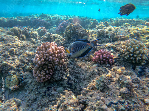 Close up view of Surgeon fish or sohal tang fish (Acanthurus sohal) at the Red Sea coral reef..
