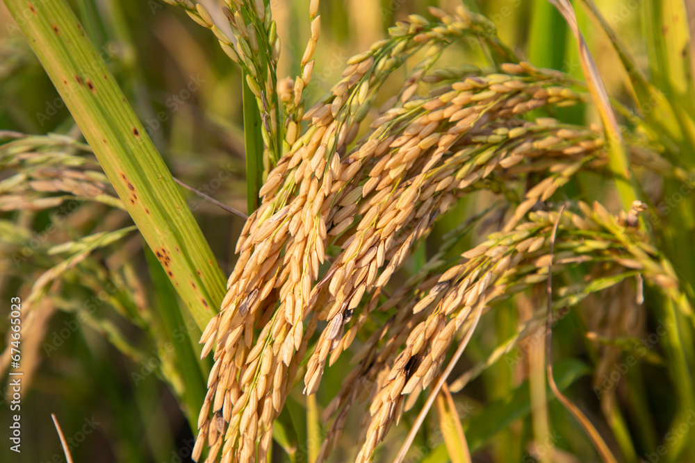 Golden grain rice spike harvest of Rice field. Selective Focus Golden grain rice spike harvest of Rice field. Selective Focus